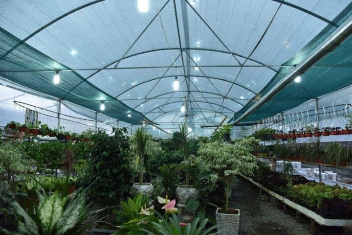 ornamental-plant-greenhouse-in-shahryar