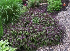 Drought-resistant-green-space-design