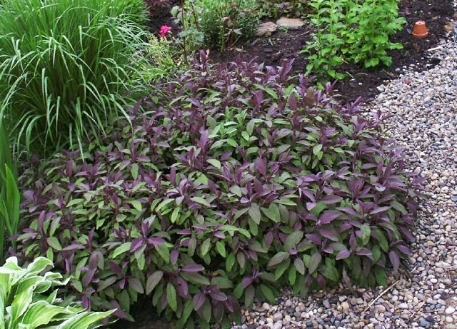 Drought-resistant-green-space-design