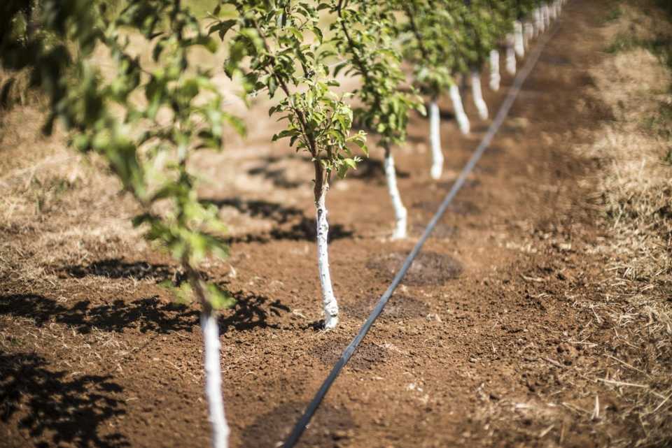 Installing-a-smart-villa-drip-irrigation-system